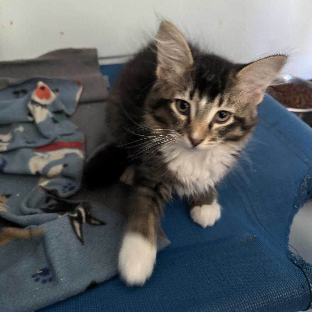 Potsie, a Adoptable Domestic Long Hair in Richland, MI image 3/4