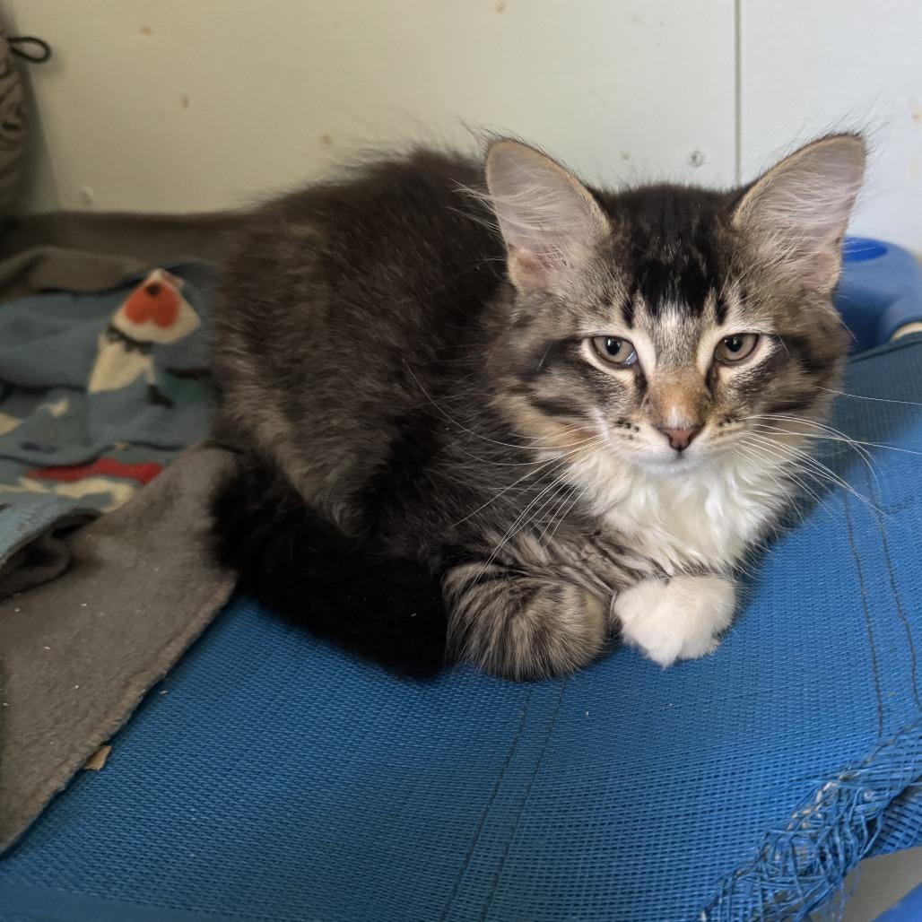 Potsie, a Adoptable Domestic Long Hair in Richland, MI image 4/4