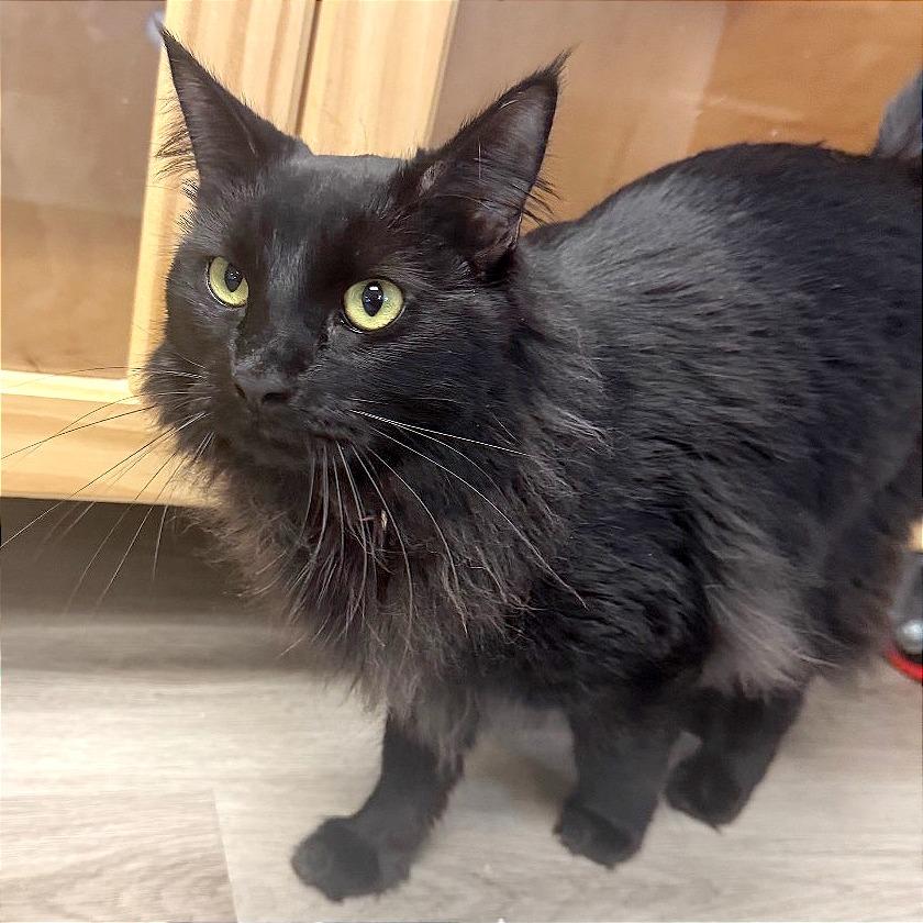 Enlarge Ella, a Adoptable Domestic Short Hair in Pleasant Hill, CA image 1/5