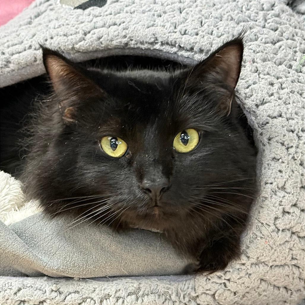 Ella, Adoptable, Adult Female Domestic Short Hair.