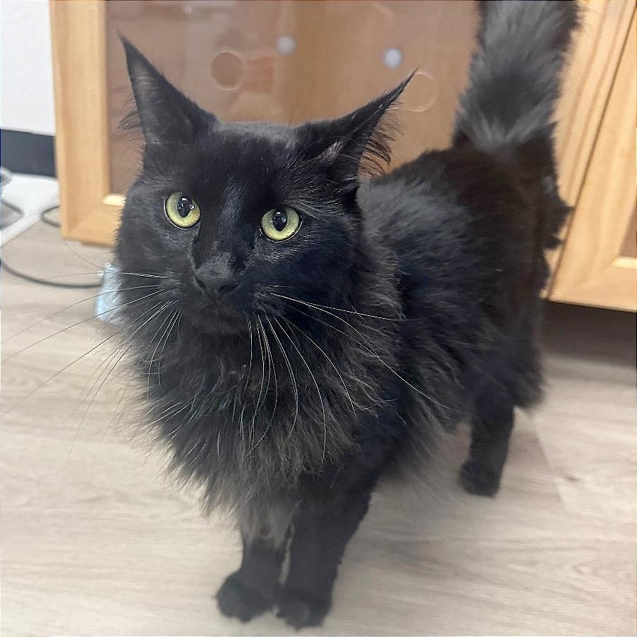 Enlarge Ella, a Adoptable Domestic Short Hair in Pleasant Hill, CA image 2/5