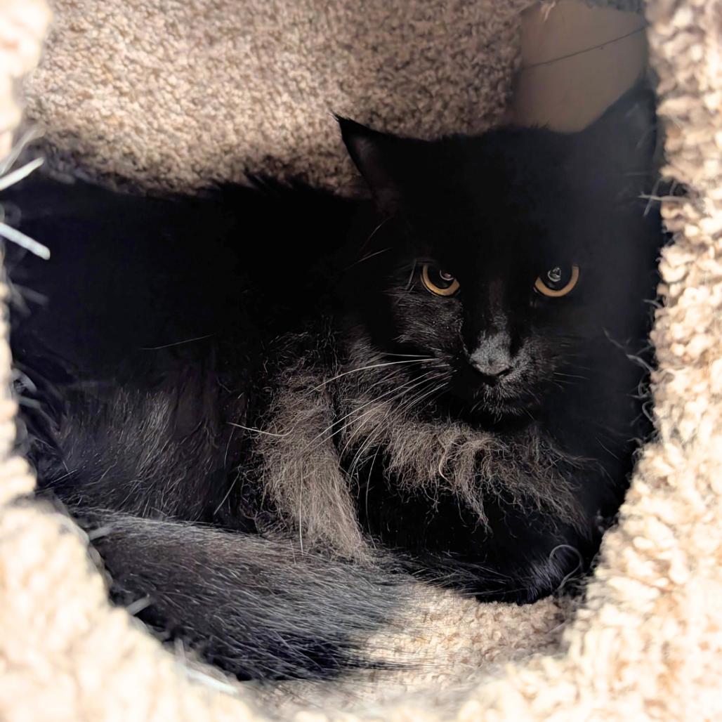 Enlarge Ella, a Adoptable Domestic Short Hair in Pleasant Hill, CA image 3/5