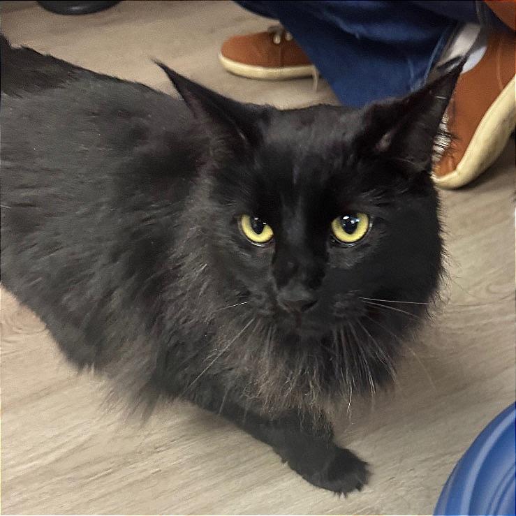Enlarge Ella, a Adoptable Domestic Short Hair in Pleasant Hill, CA image 4/5