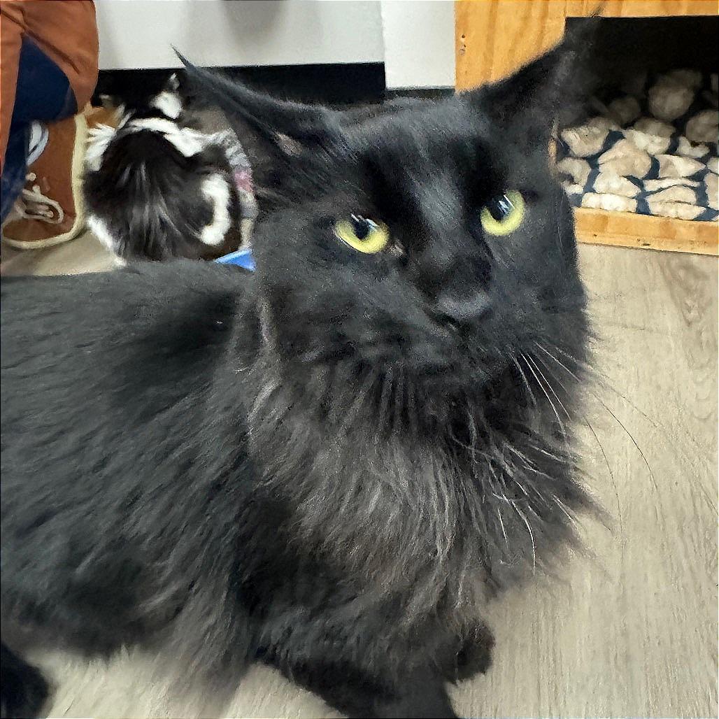 Enlarge Ella, a Adoptable Domestic Short Hair in Pleasant Hill, CA image 5/5