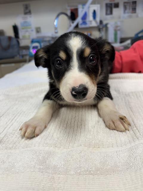 DOC, Adoptable, Puppy Male Border Collie.