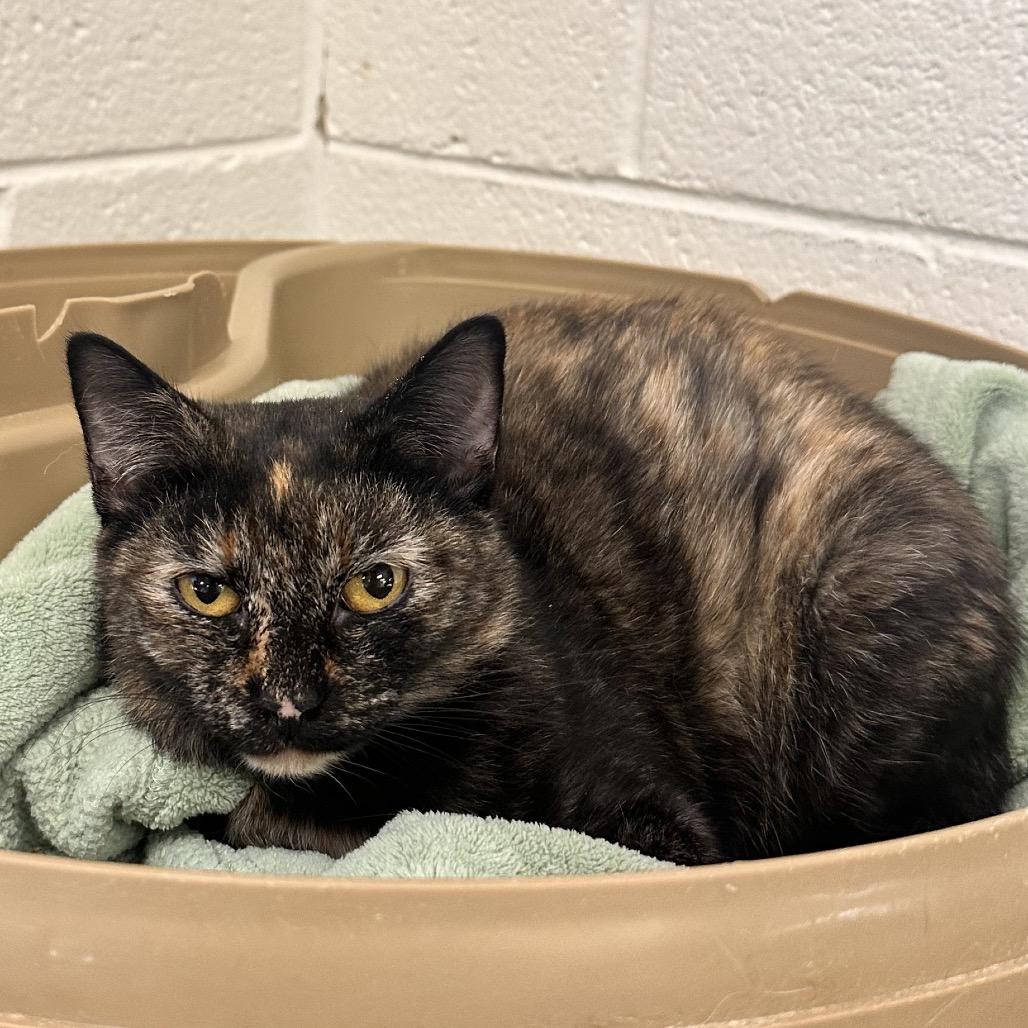 Bunny, Adoptable, Adult Female Domestic Short Hair.