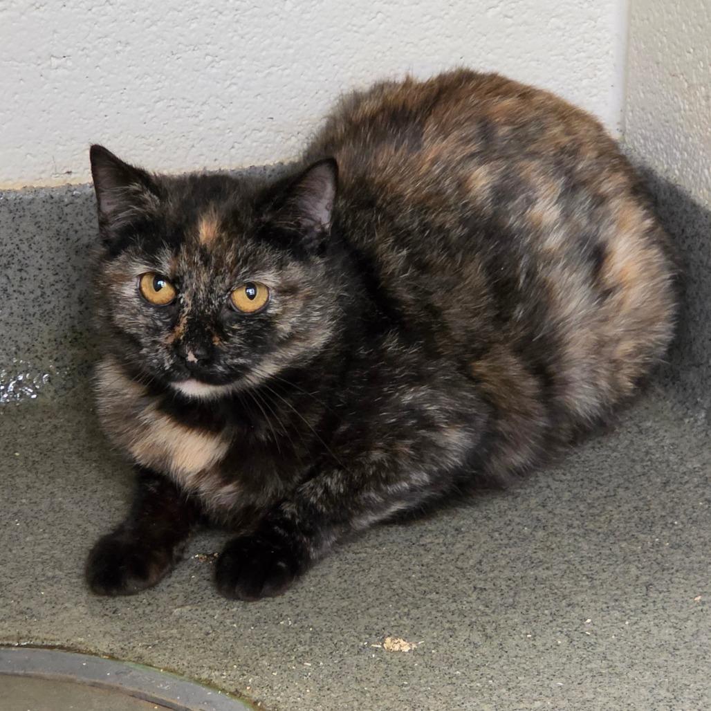 Bunny, a Adoptable Domestic Short Hair in Rocky Mount, VA image 1/3