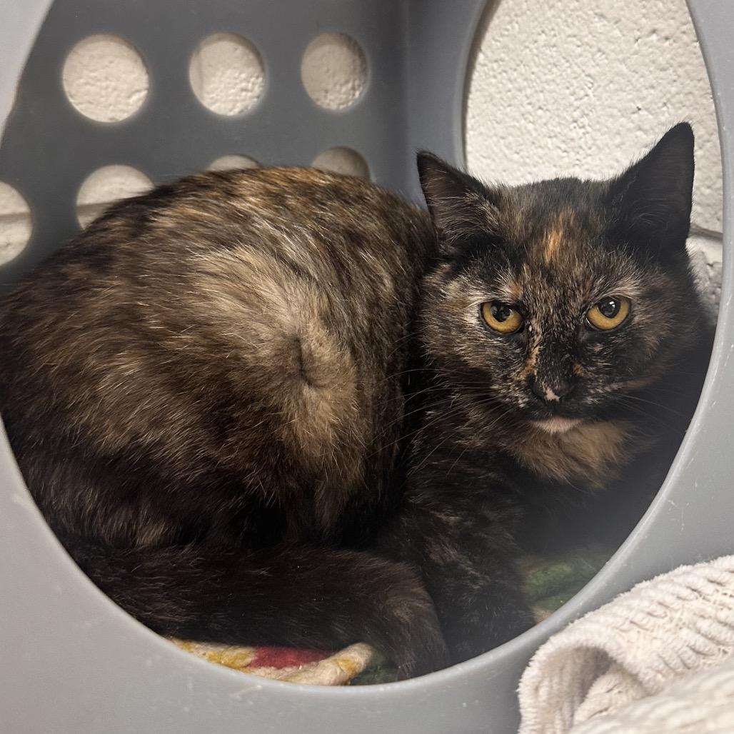 Bunny, a Adoptable Domestic Short Hair in Rocky Mount, VA image 2/3