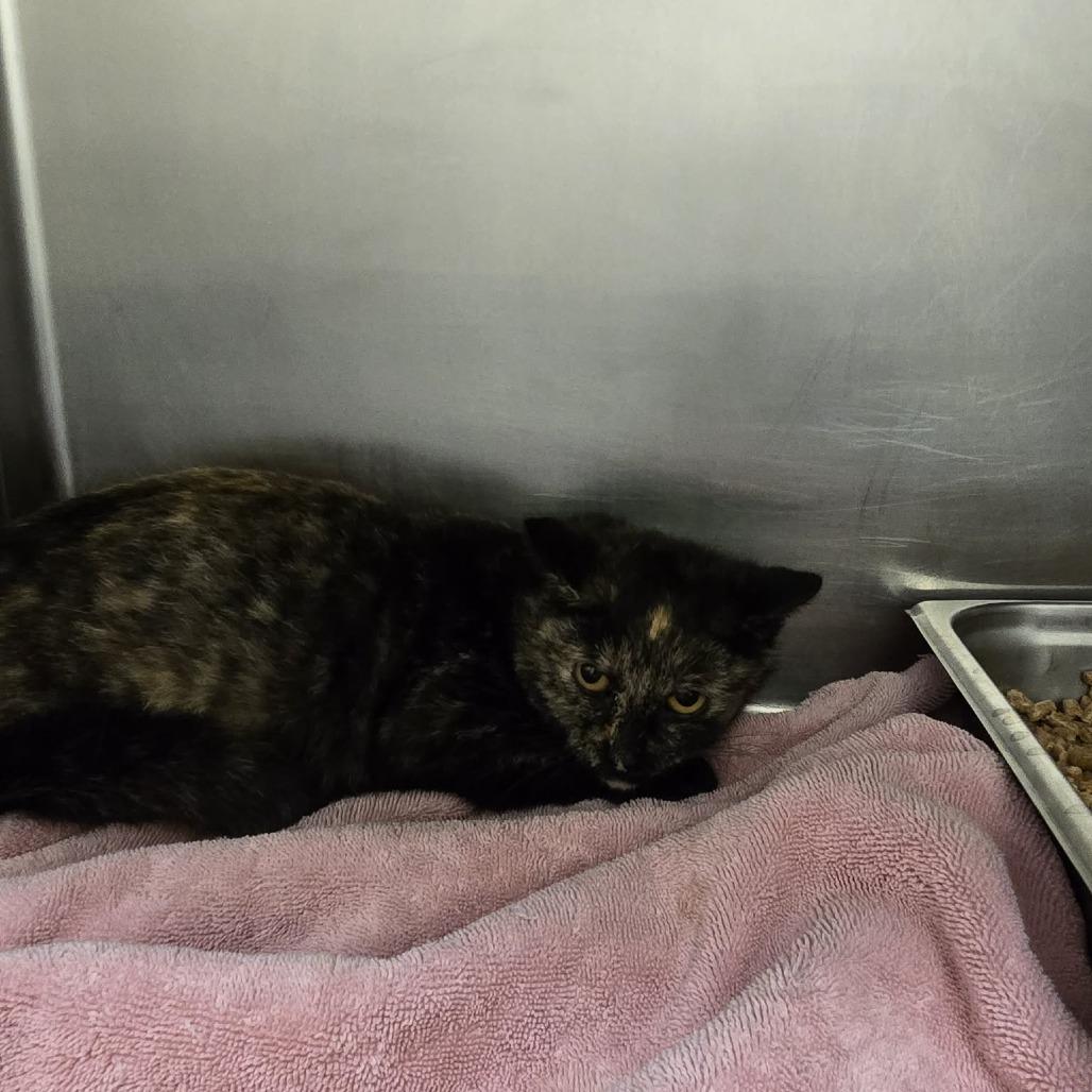 Bunny, a Adoptable Domestic Short Hair in Rocky Mount, VA image 3/3