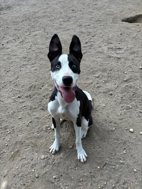 Enlarge Beamer - 4569, a Adoptable mixed breed in Lindenhurst, NY image 1/3