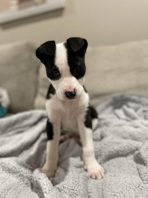 Enlarge Beamer - 4569, a Adoptable mixed breed in Lindenhurst, NY image 2/2