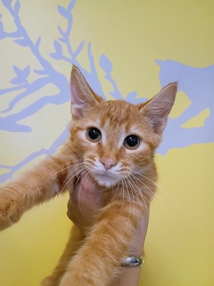 Nugget photo