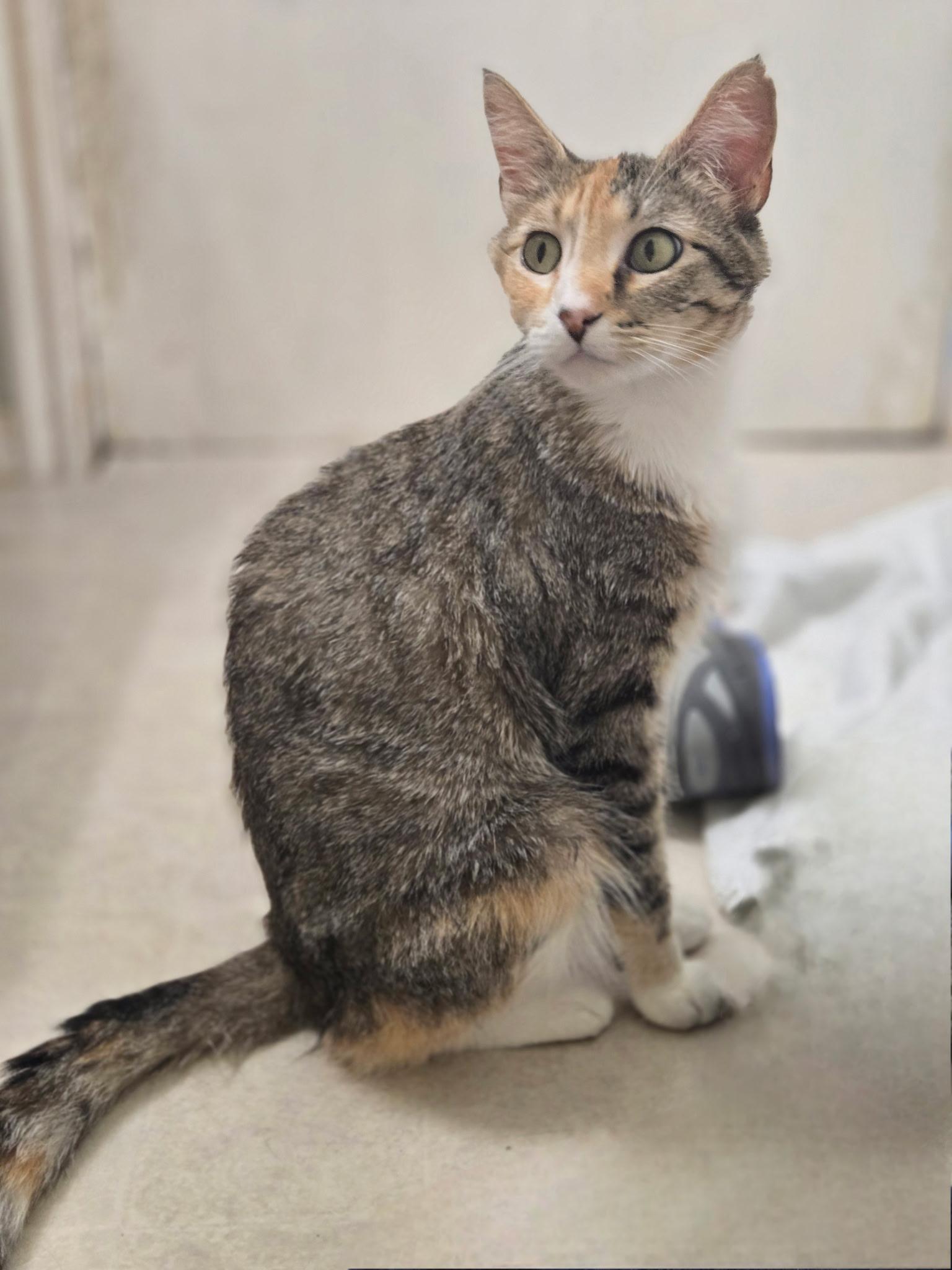 Saphira, a Adoptable Domestic Short Hair in Pocatello, ID image 1/3