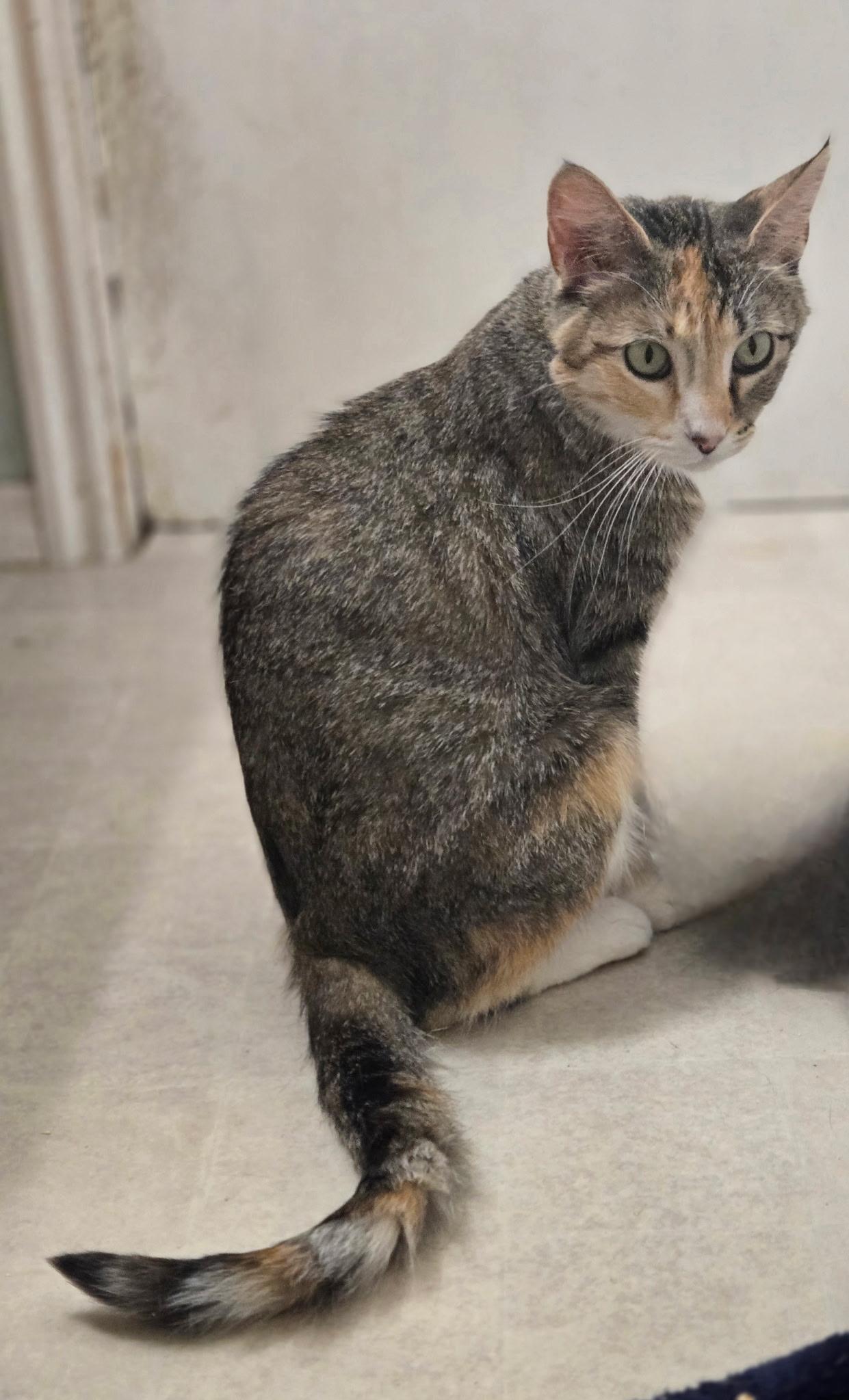 Saphira, a Adoptable Domestic Short Hair in Pocatello, ID image 2/3