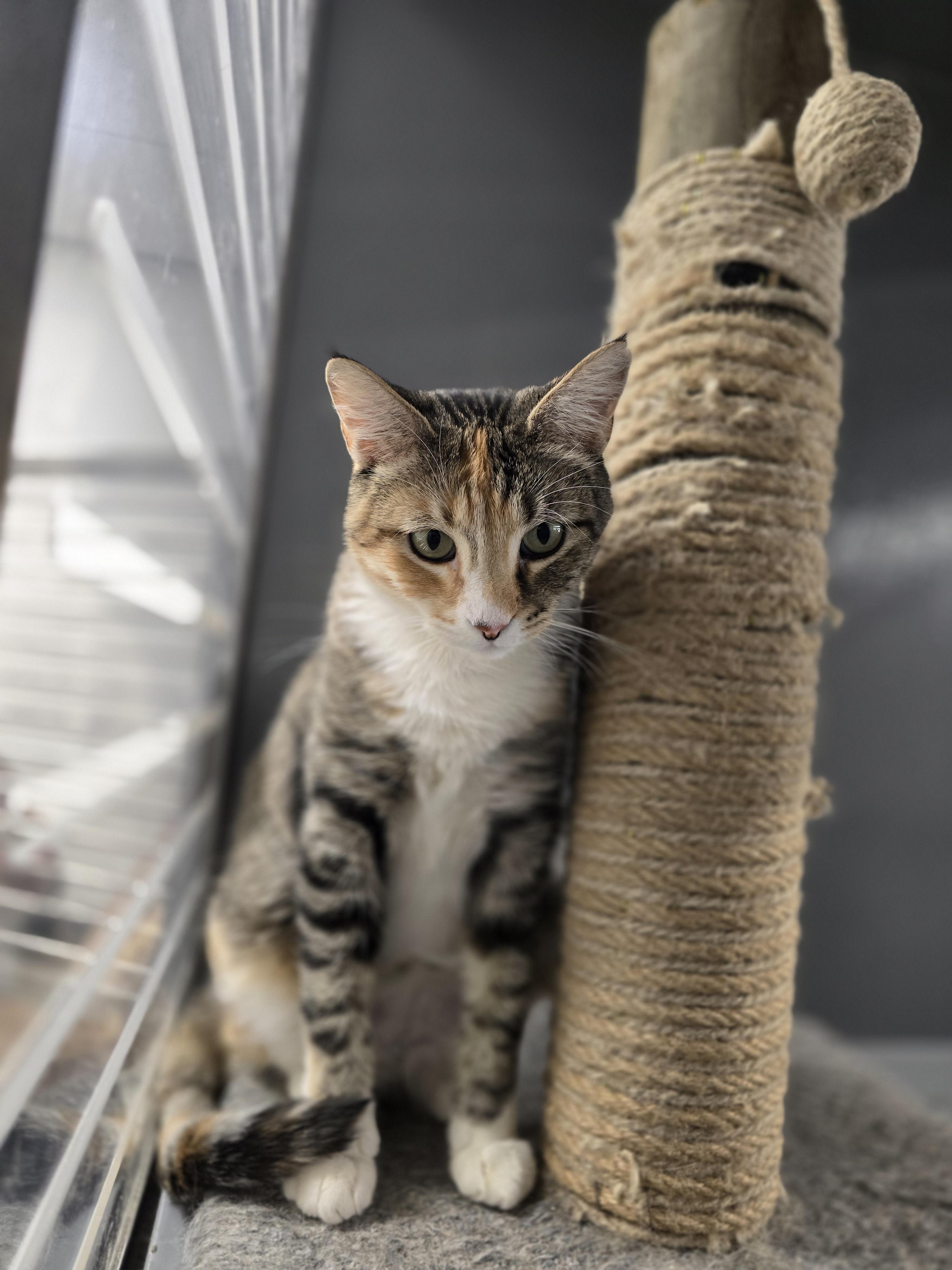 Saphira, an adoptable Domestic Short Hair in Pocatello, ID, 83201 | Photo Image 3