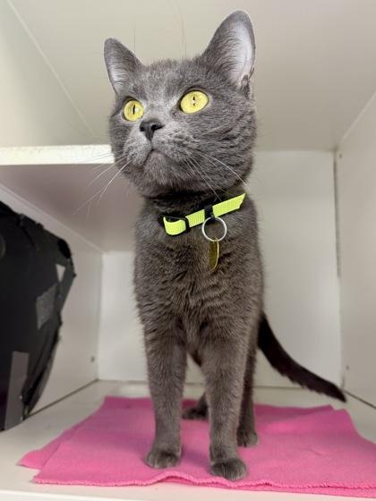 Misty, Adoptable, Adult Female Domestic Short Hair & Domestic Short Hair.