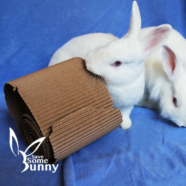 BamBam (and Pebbles), a Adoptable Bunny Rabbit in Santa Ana, CA image 2/4