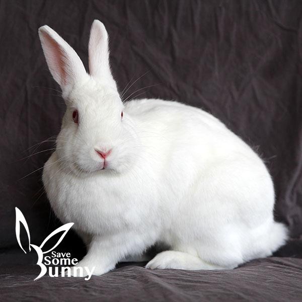 BamBam (and Pebbles), a Adoptable Bunny Rabbit in Santa Ana, CA image 3/4