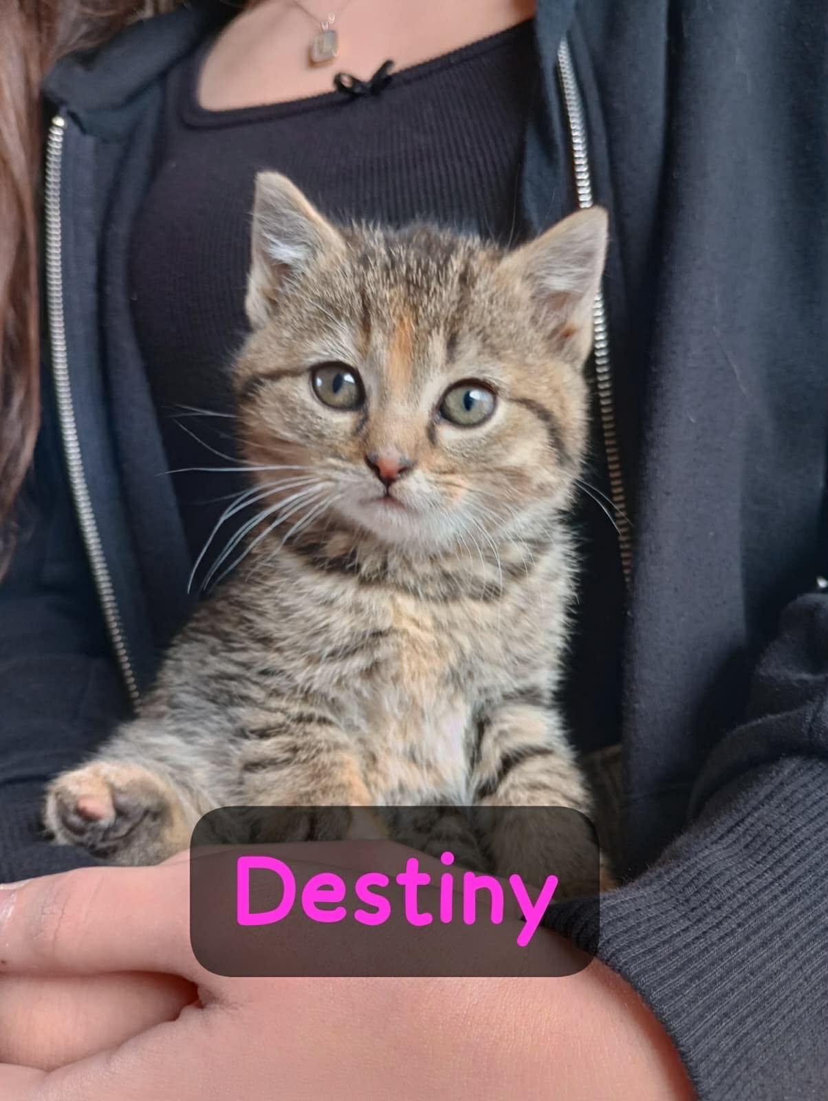 Enlarge Destiny, a Adopted Domestic Medium Hair in Fayetteville, WV image 1/1