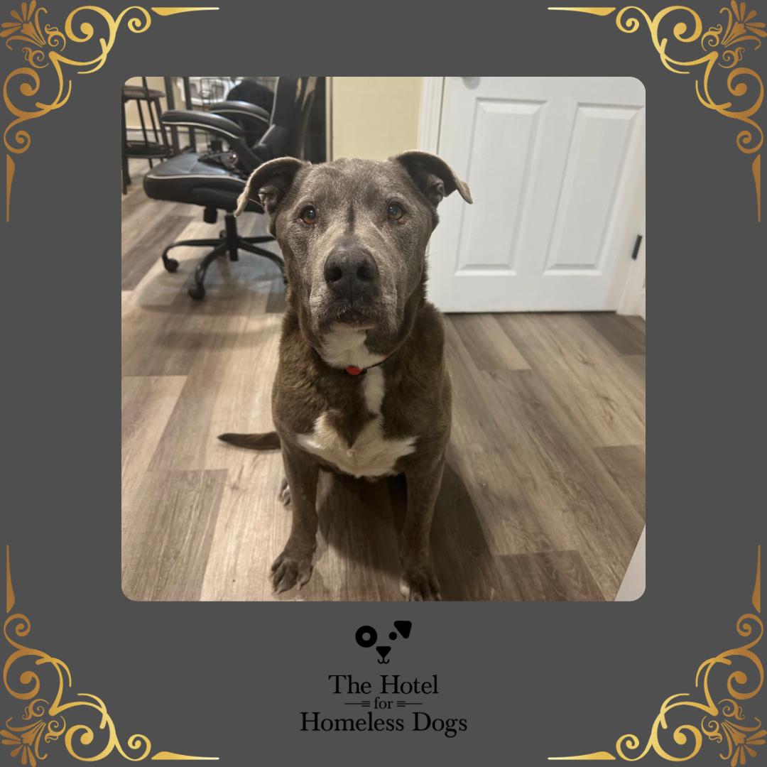 Walter, ADOPTABLE, Senior Male American Staffordshire Terrier & Terrier.