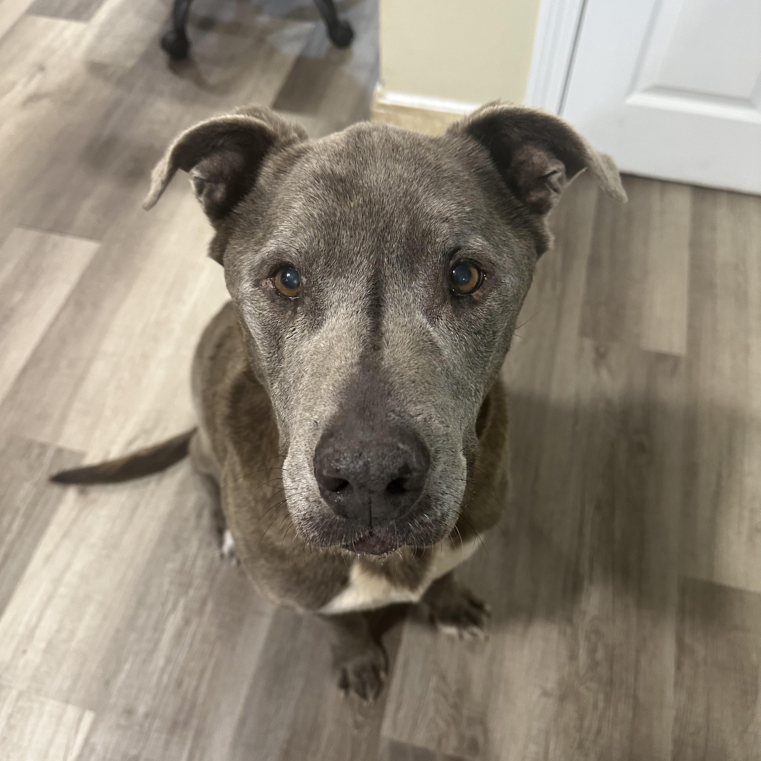 Enlarge Walter, a ADOPTABLE mixed breed in Cumberland, RI image 3/6