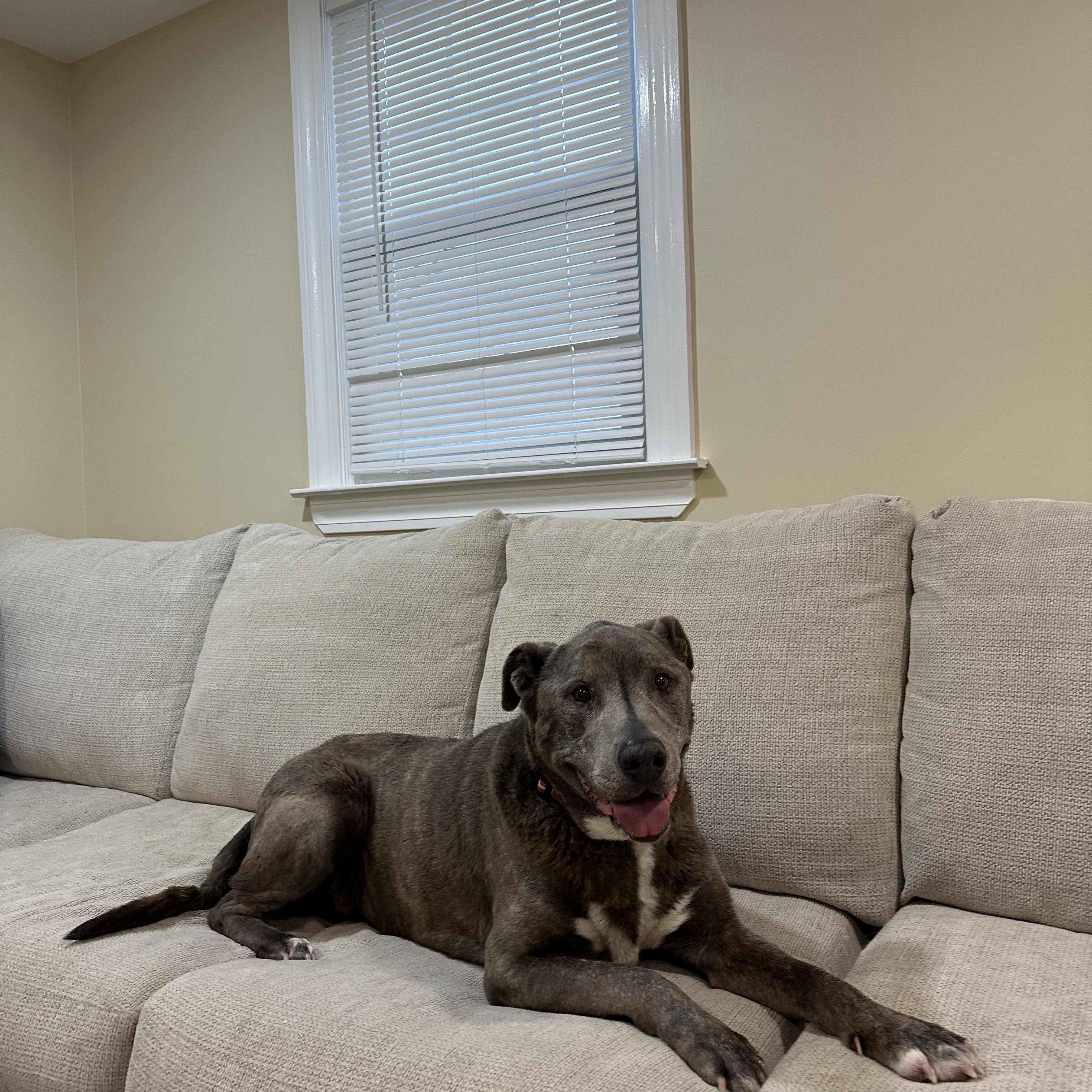 Enlarge Walter, a ADOPTABLE mixed breed in Cumberland, RI image 5/6