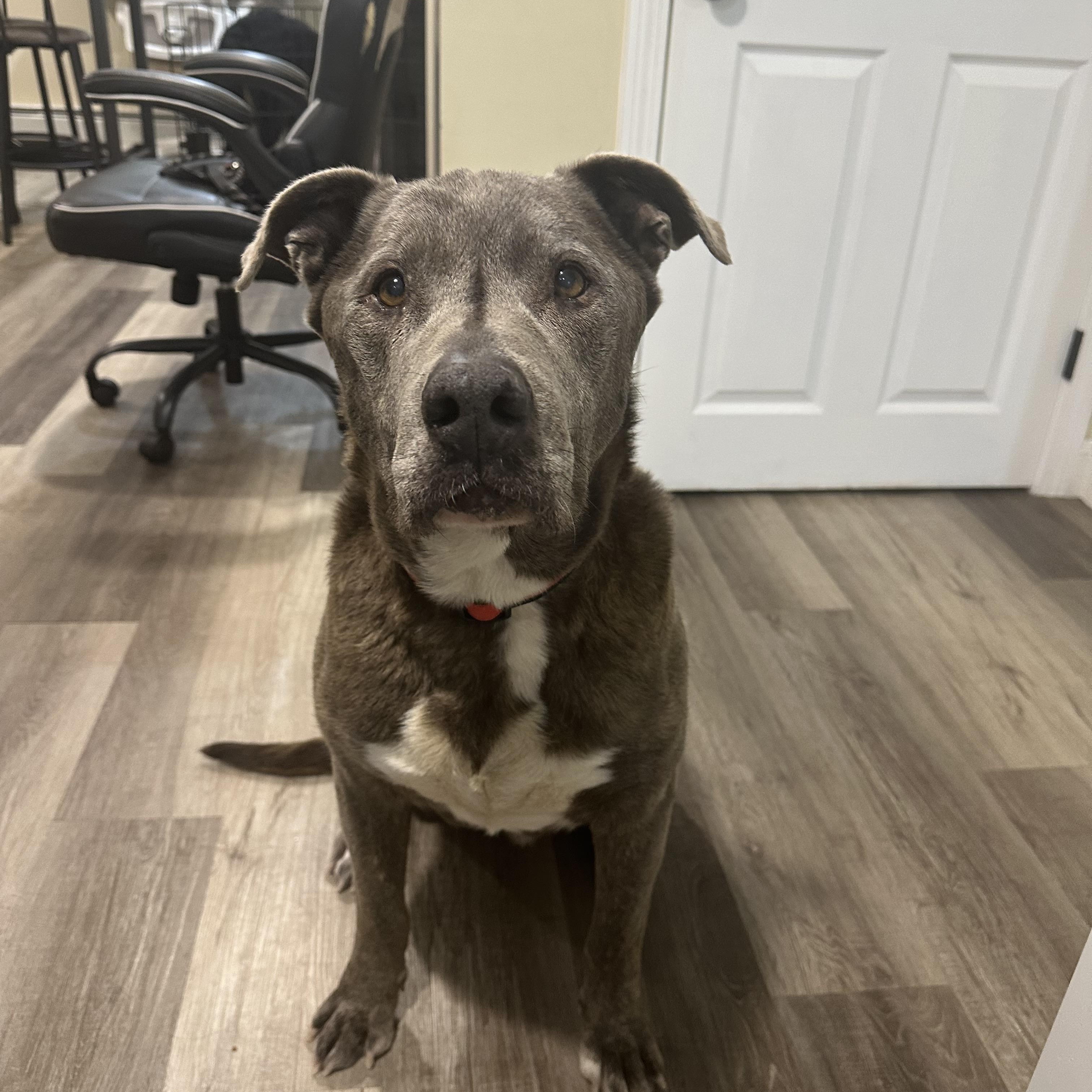 Enlarge Walter, a ADOPTABLE mixed breed in Cumberland, RI image 2/6