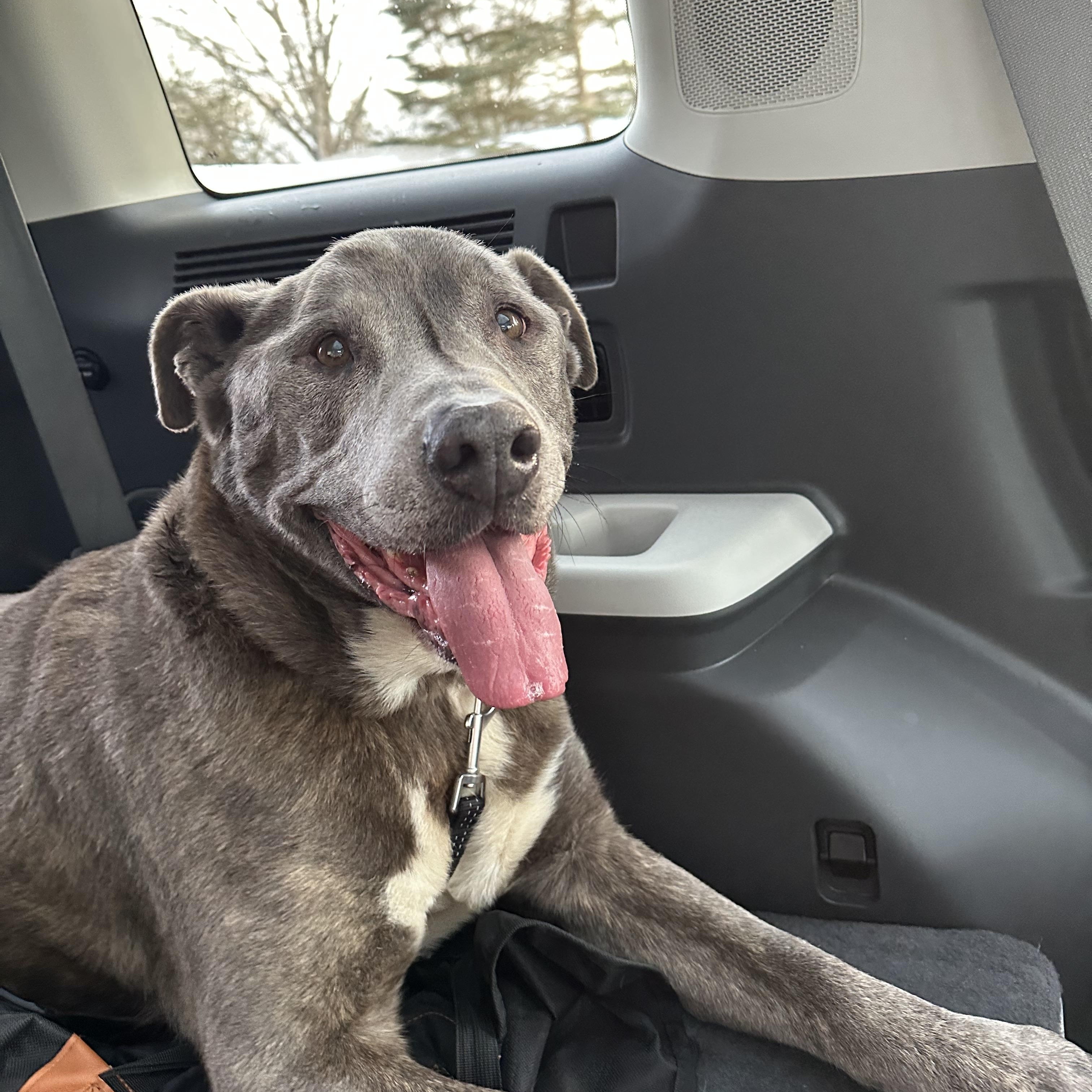 Enlarge Walter, a ADOPTABLE mixed breed in Cumberland, RI image 4/6
