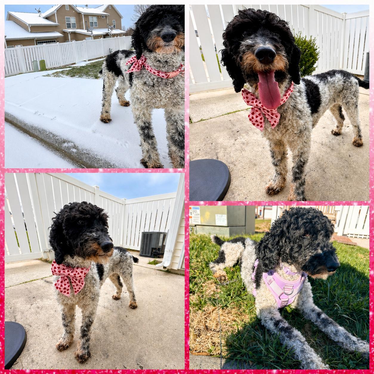Enlarge Gabbi, a ADOPTABLE Standard Poodle in Blacksburg, SC image 2/2