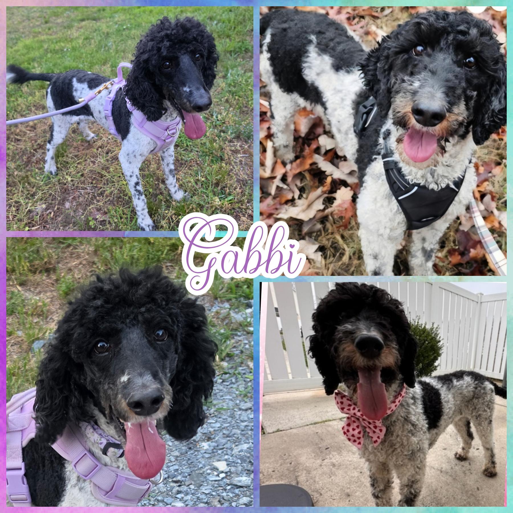 Gabbi, ADOPTABLE, Adult Female Standard Poodle.