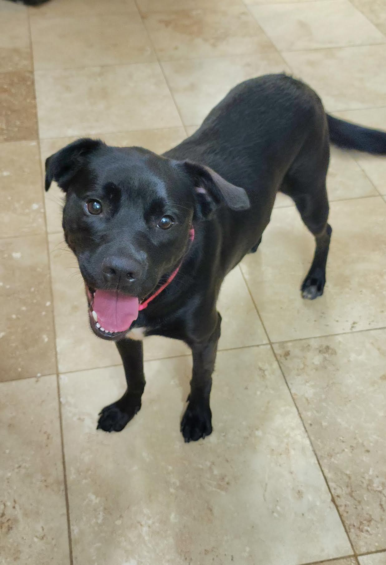 Klea, a ADOPTABLE mixed breed in Cumming, GA image 6/6