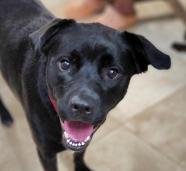 Klea, ADOPTABLE, Young Female Labrador Retriever.