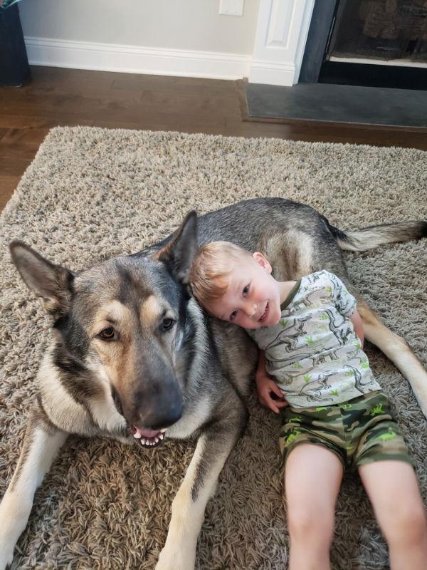 Enlarge Buck, a Adopted German Shepherd Dog in Winston Salem, NC image 1/3