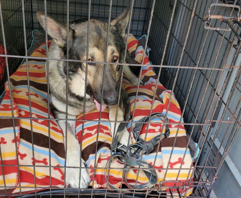 Enlarge Buck, a Adopted German Shepherd Dog in Winston Salem, NC image 2/3