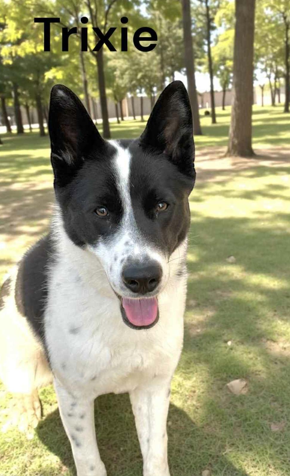 Enlarge Trixie, a Adoptable Australian Cattle Dog / Blue Heeler in Allentown, PA image 4/5