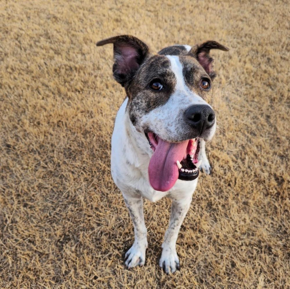 Piper FKA Alice, Adoptable, Young Female Pit Bull Terrier & Husky.