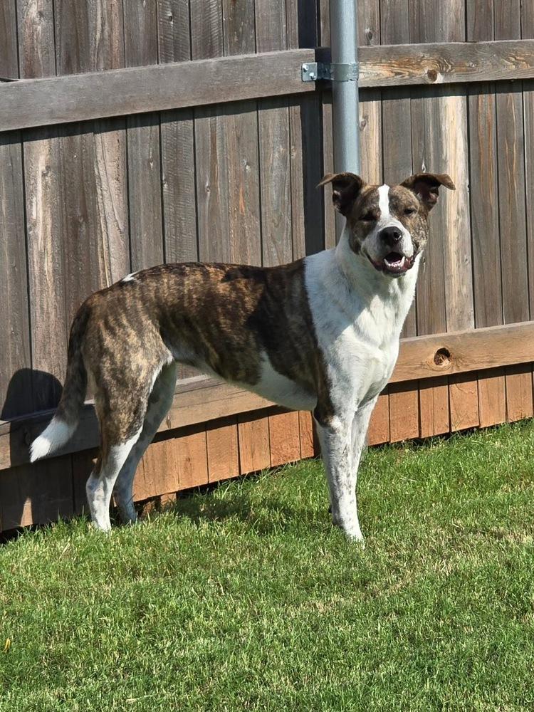 Piper FKA Alice, a Adoptable mixed breed in Warr Acres, OK image 1/6