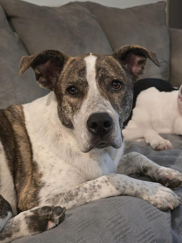 Piper FKA Alice, a Adoptable mixed breed in Warr Acres, OK image 2/6