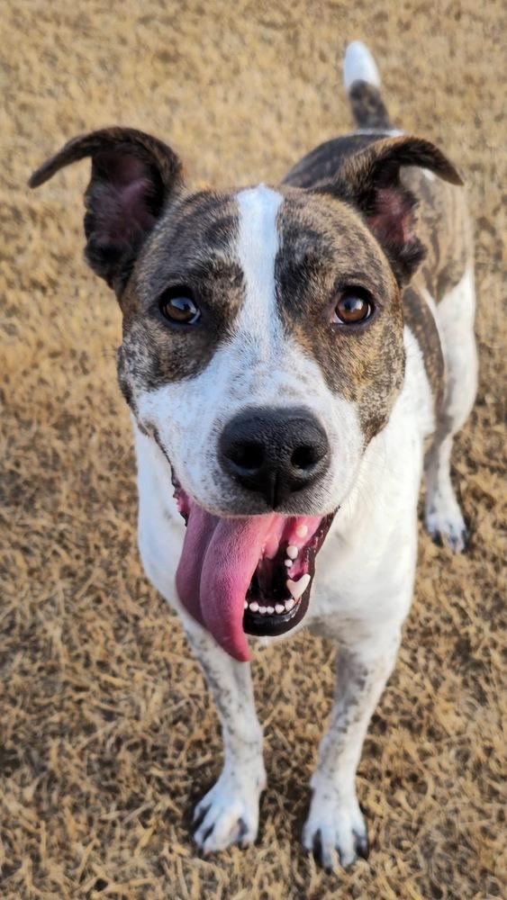 Enlarge Piper FKA Alice, a Adoptable mixed breed in Warr Acres, OK image 3/6