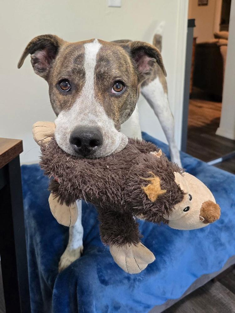 Piper FKA Alice, a Adoptable mixed breed in Warr Acres, OK image 3/6