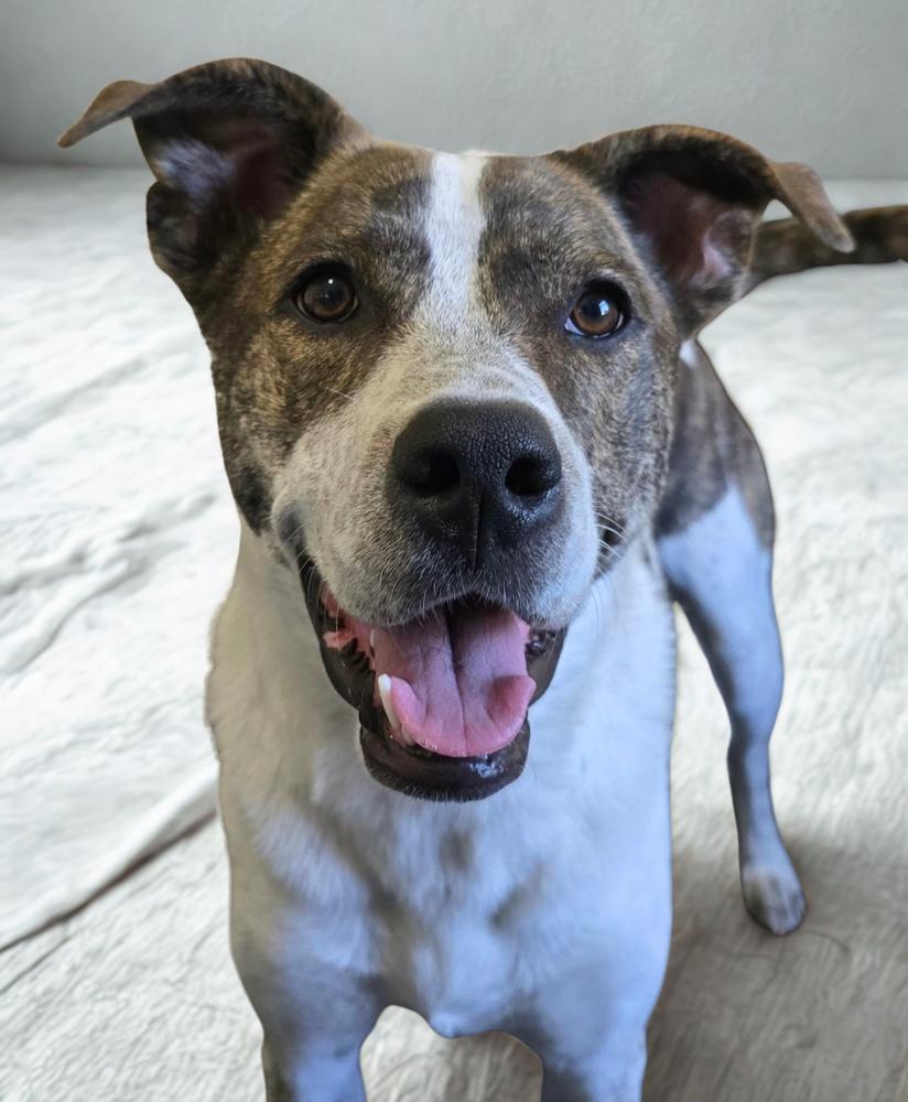 Piper FKA Alice, a Adoptable mixed breed in Warr Acres, OK image 4/6