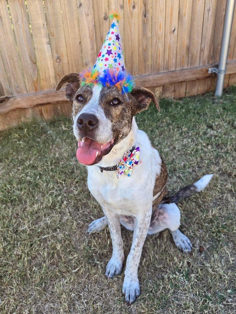 Piper FKA Alice, a Adoptable mixed breed in Warr Acres, OK image 5/6