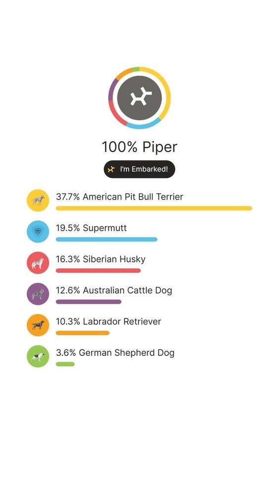 Piper FKA Alice, Adoptable, Young Female Pit Bull Terrier & Husky.