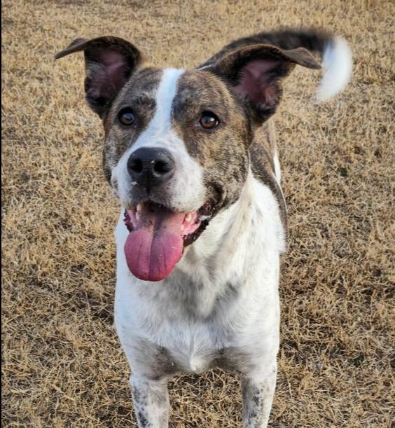 Enlarge Piper FKA Alice, a Adoptable mixed breed in Warr Acres, OK image 6/6