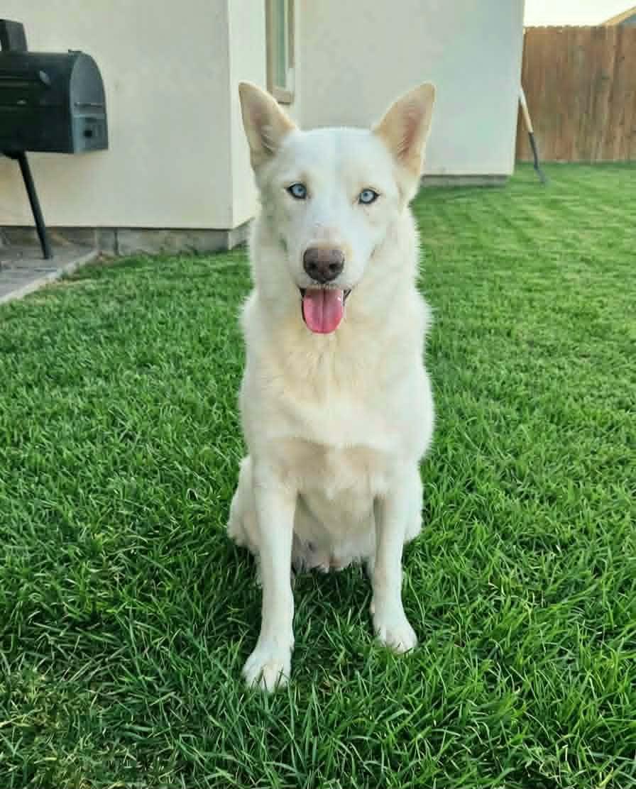 Paloma photo
