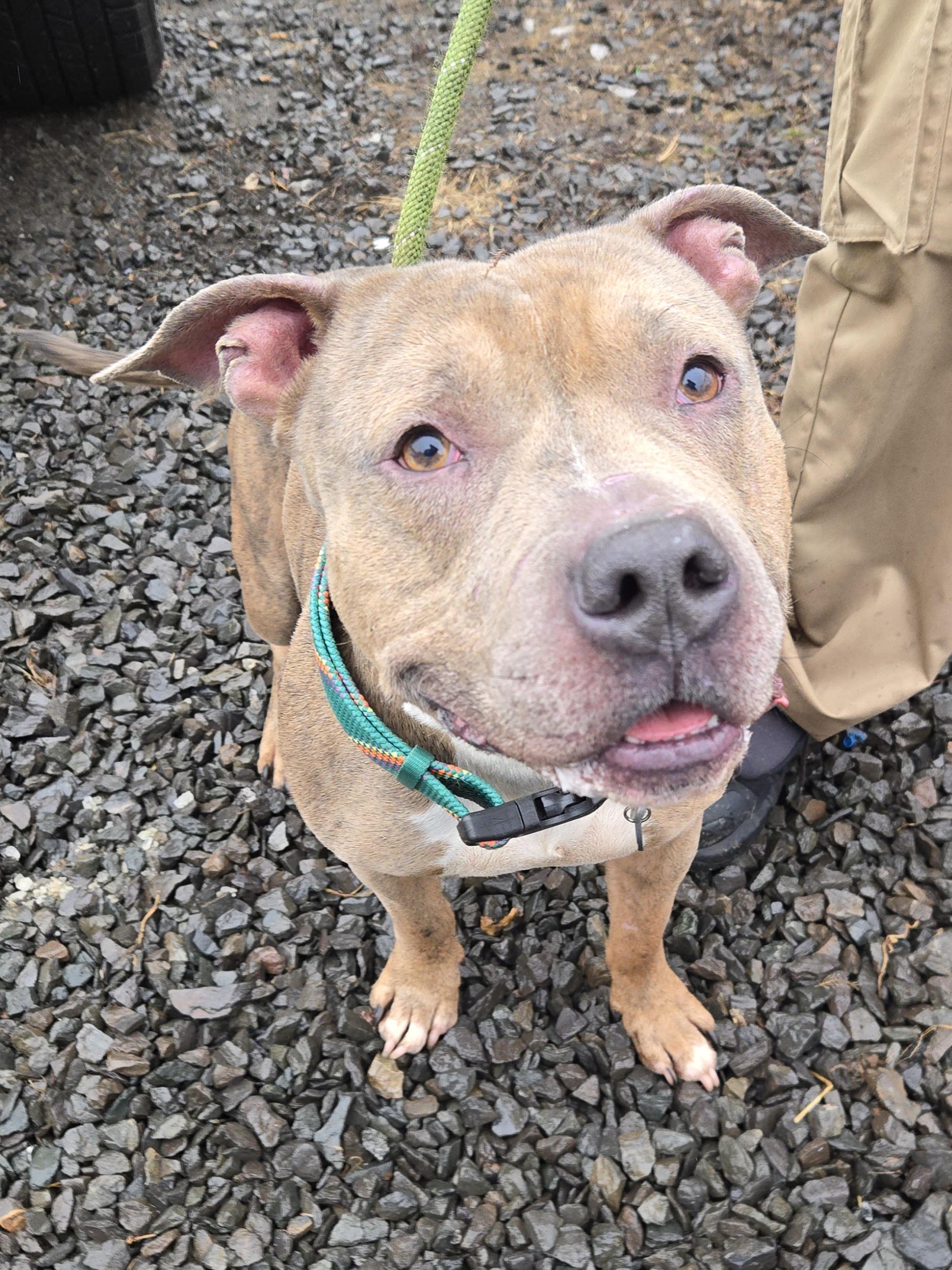 Enlarge Marvel, a ADOPTABLE mixed breed in Trenton, NJ image 2/2