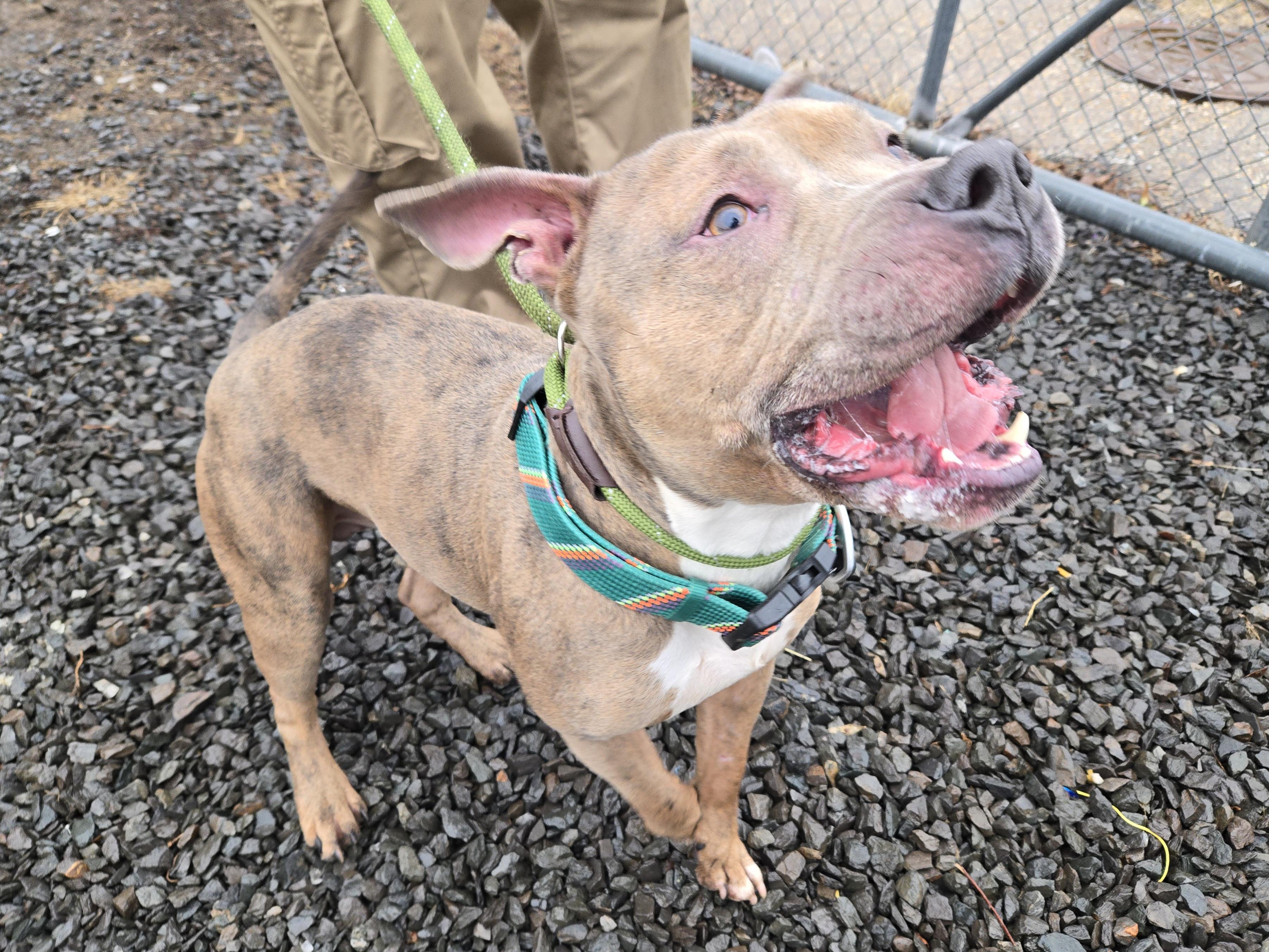 Marvel, ADOPTABLE, Adult Male Pit Bull Terrier.