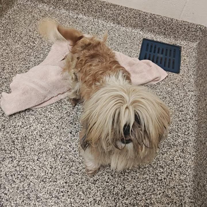 Enlarge Cookies, a Adopted Shih Tzu in Springdale, AR image 1/1