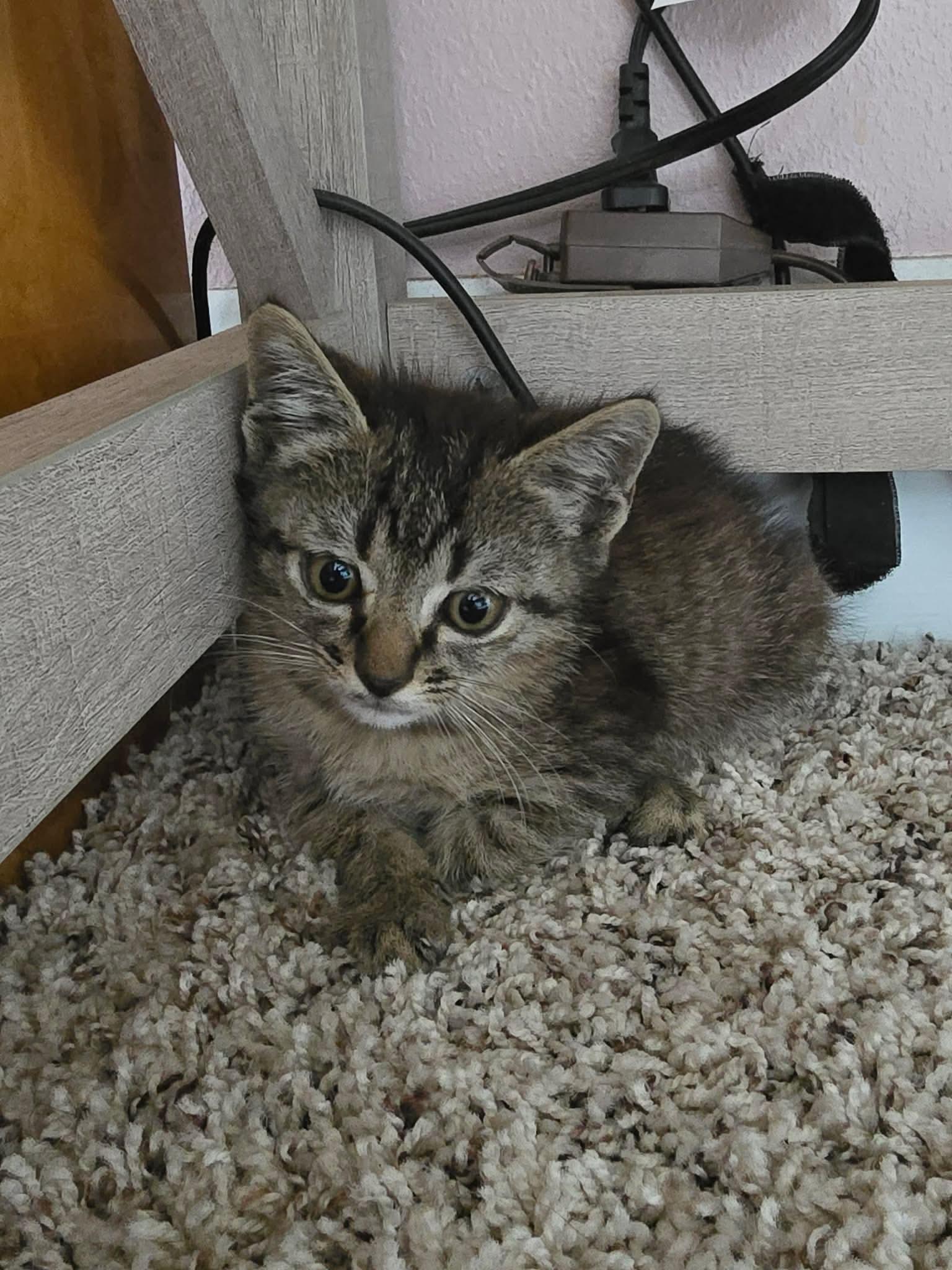 Toby, Adoptable, Kitten Female American Shorthair.