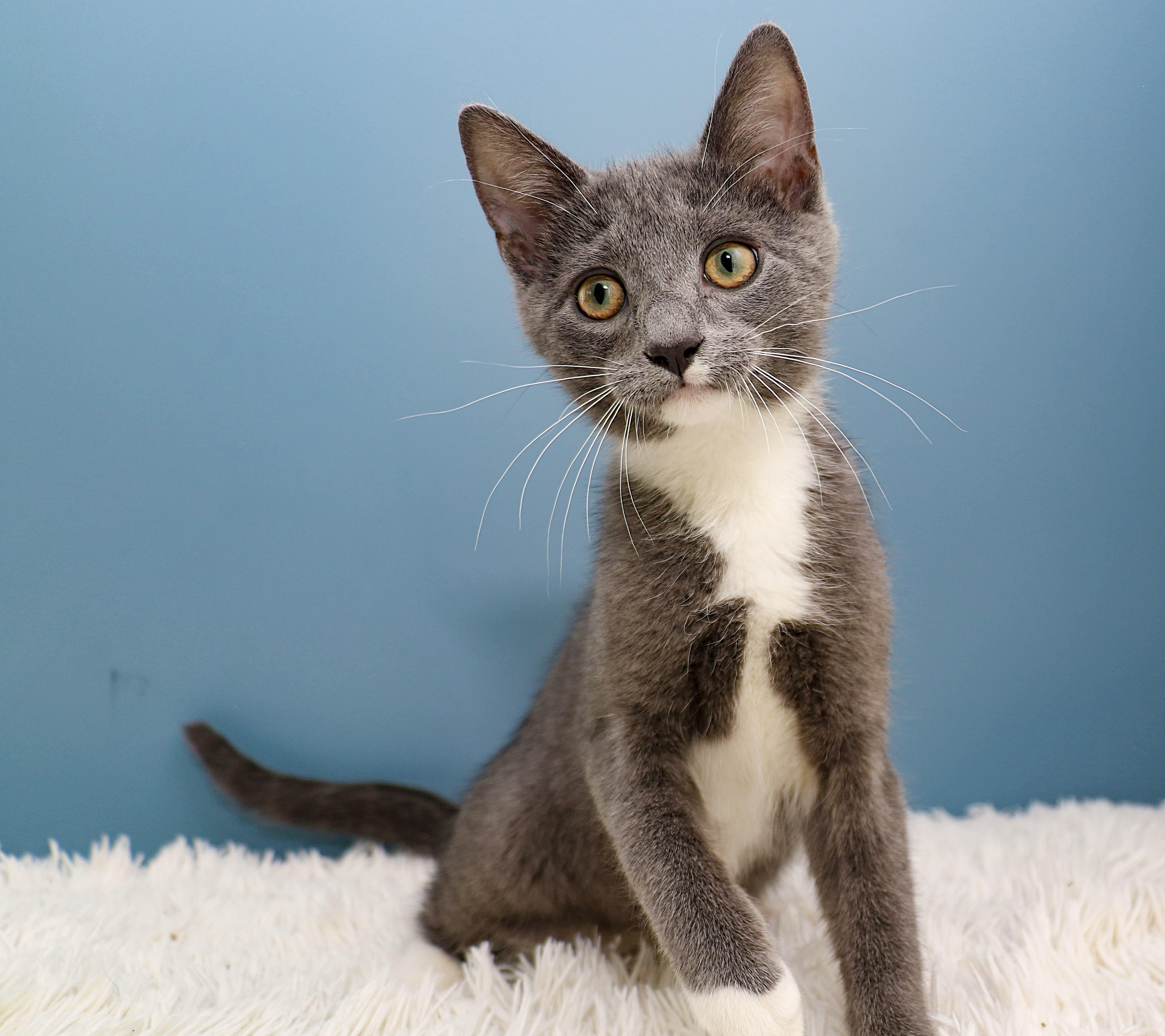 Enlarge Car litter - Coupe, an adopted Domestic Short Hair in Charlotte, NC image 4/4